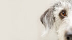 Face of a white and grey dog looking into the camera on a beige background