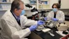 Viktor Fenik, PhD and Irma Rukhadze, PhD work in their lab at Albany Medical College